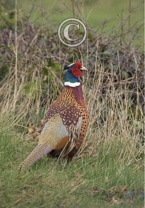 Cock Pheasant 10